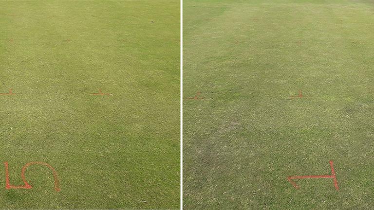 1024_x_396_adverse_effects_of_reduced_cutting_height_on_once_a_week_mowing.jpg
