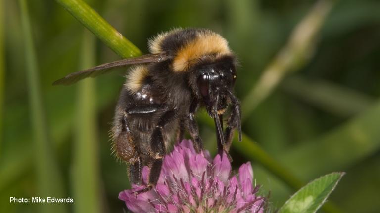 1024_x_576_-_bombus_ruderatus.jpg