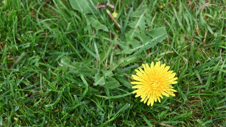 1024_x_576_dandelion.jpg