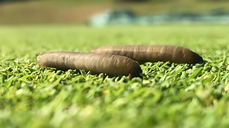 1024_x_576_leatherjackets_on_green.jpg