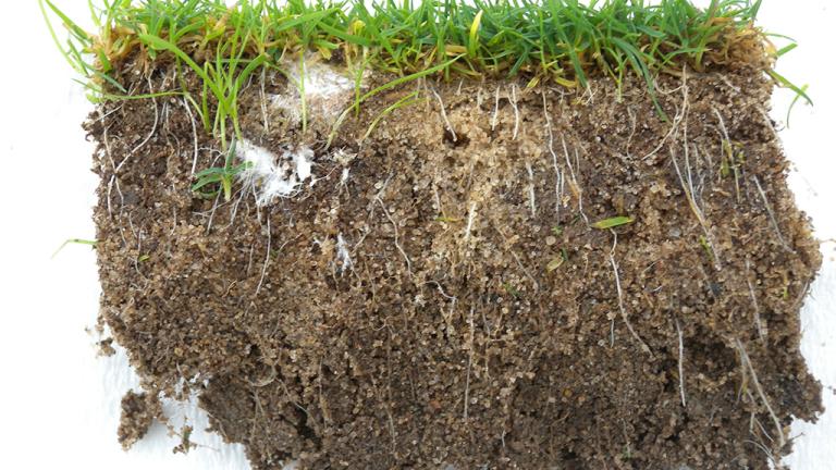 1024_x_768_soil_cores_can_be_used_to_identify_the_zone_of_fairy_ring_fungi_activity.jpg