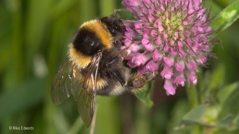 1024_x_576_bombus_ruderartus.jpg