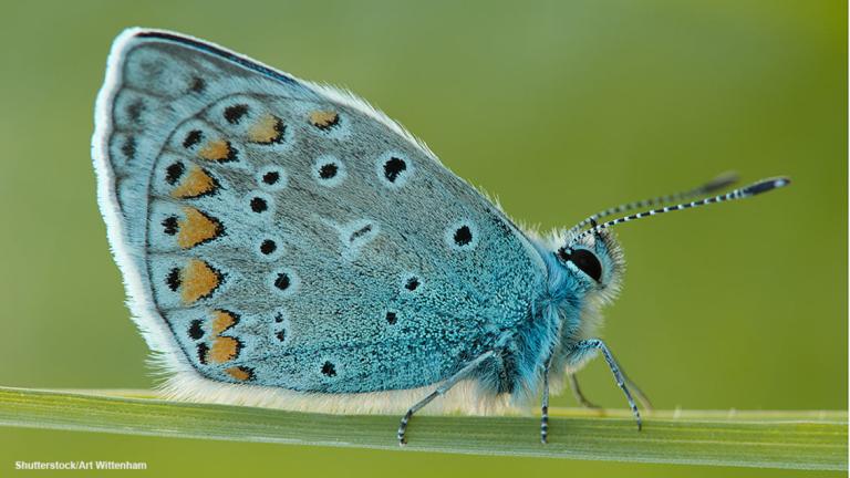 1024_x_576_common_blue_butterfly.jpg