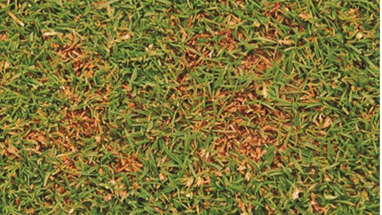 anthracnose