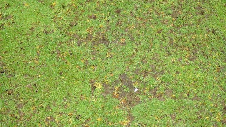 anthracnose_basal