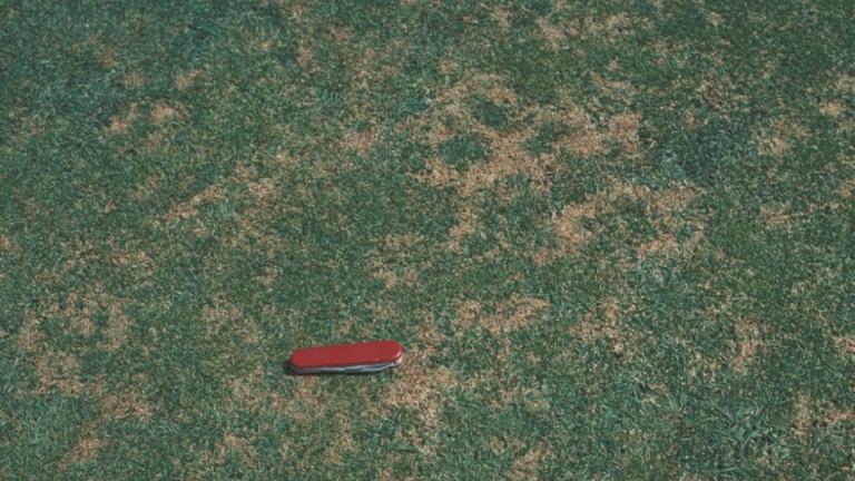 anthracnose
