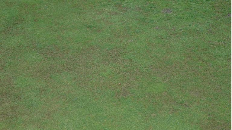 anthracnose_foliar_blight