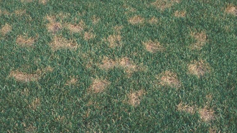 Dollar spot (sclerotinia homoeocarpa)