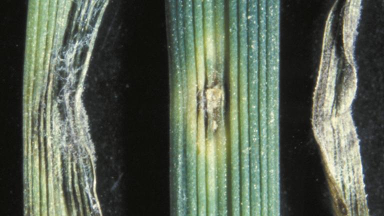 Grey Leaf Spot - pyricularia_grisea