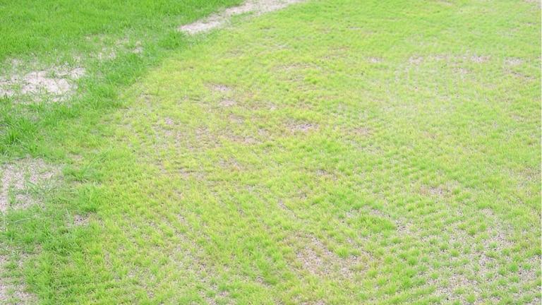 Seedling Blight