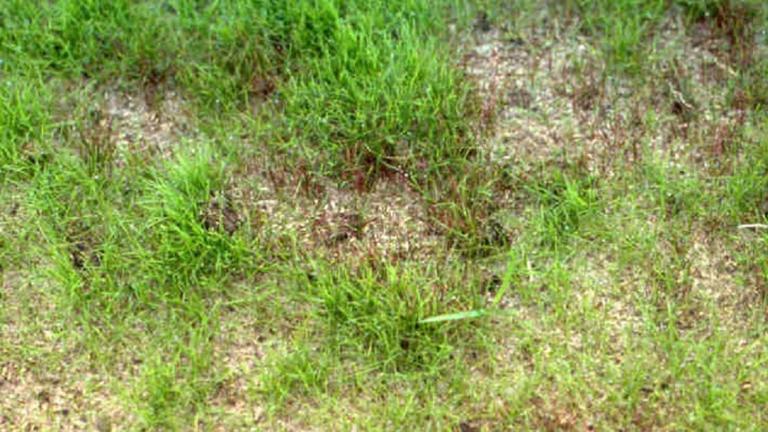 Seedling Blight - Pythium