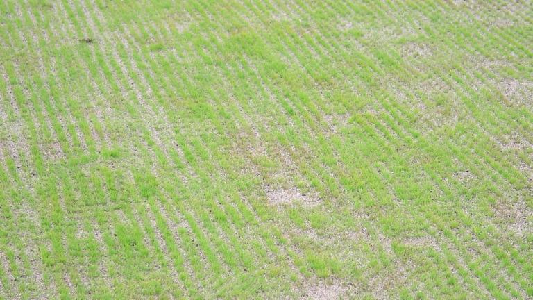 Seedling Blight