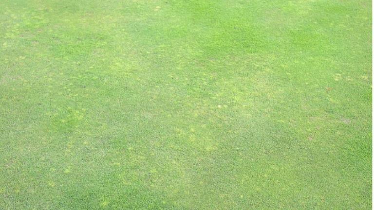 Yellow Turf