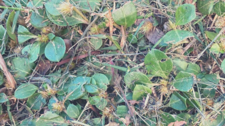 khaki_weed