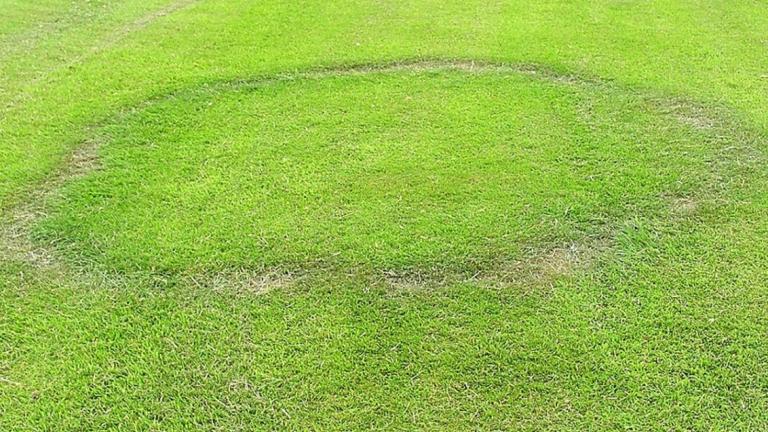 Fairy Ring Type I - Damaged or dead turf from drought stress. May have fruiting bodies present.Fairy Ring Type I - Damaged or dead turf from drought stress. May have fruiting bodies present.