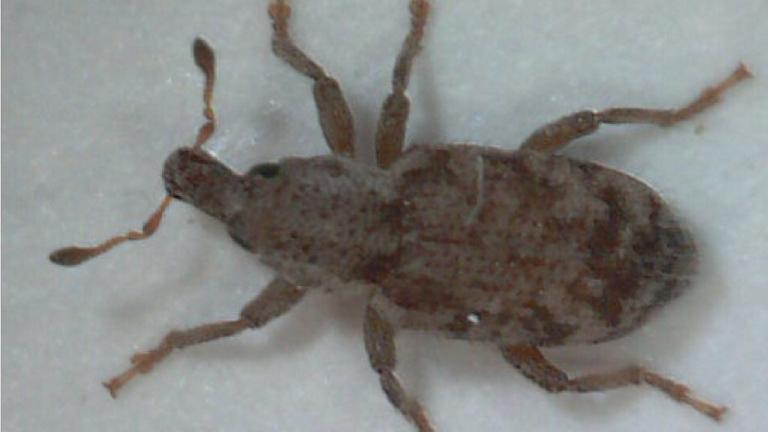 Argentine Stem Weevil