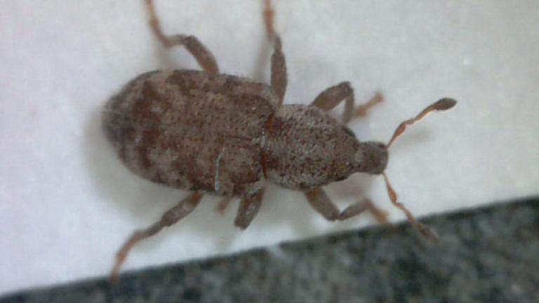 Argentine Stem Weevil