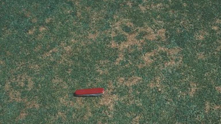 Anthracnose