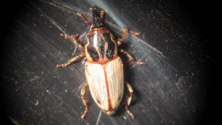 Billbug Adult