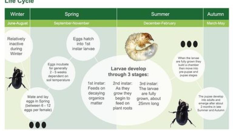Black Beetle Life Cycle