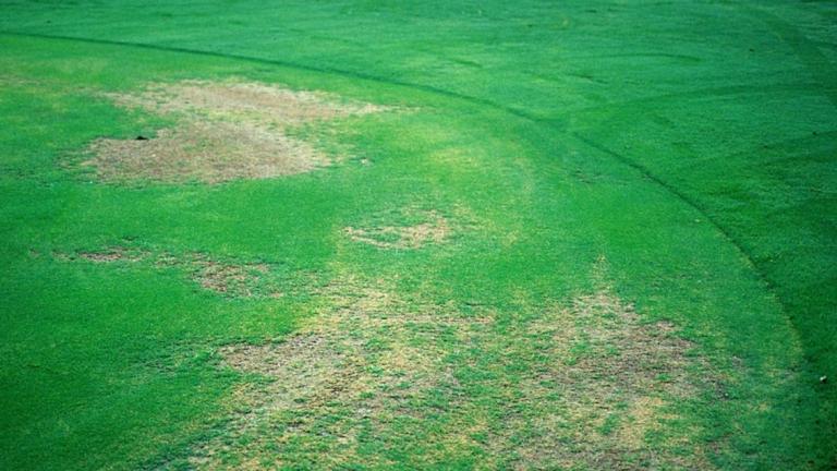 Couchgrass Decline