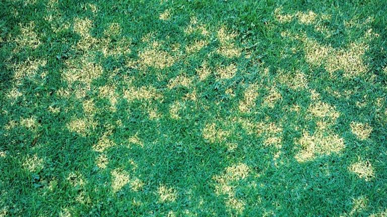 Dollar Spot