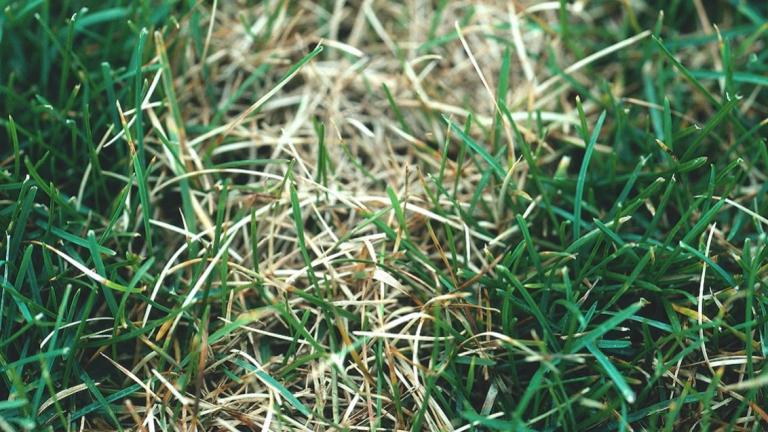 Dollar Spot