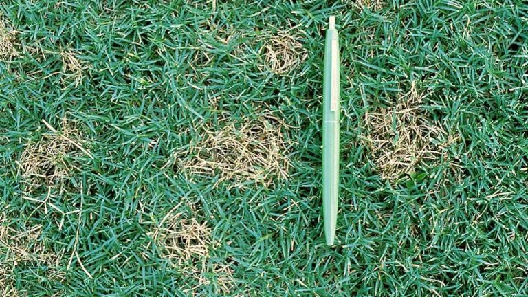 Dollar Spot
