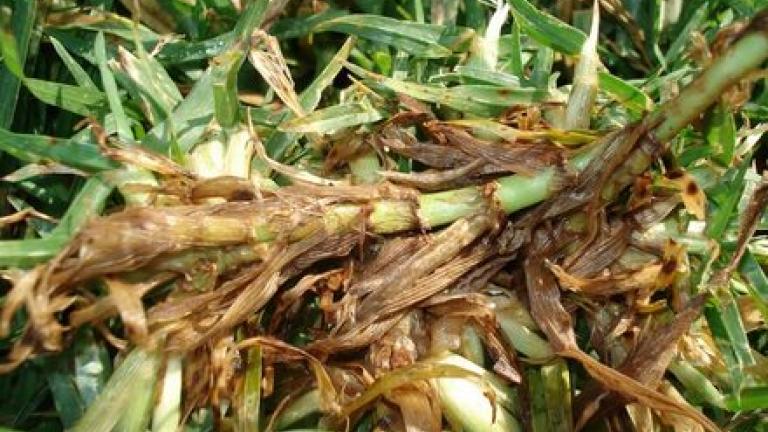 Helminthosporium Disease