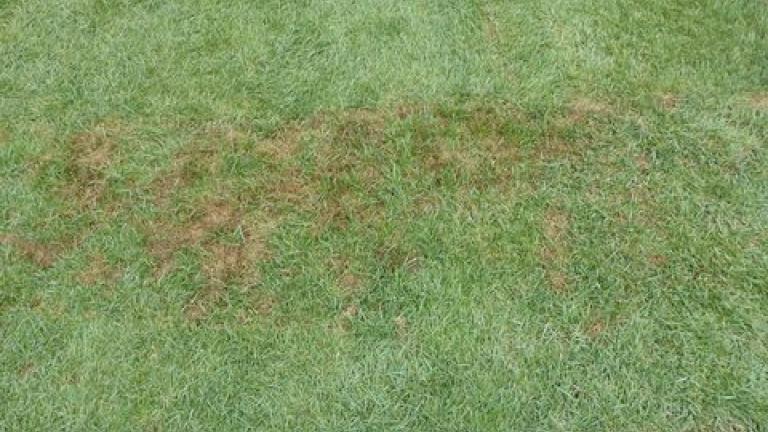 Pythium damage