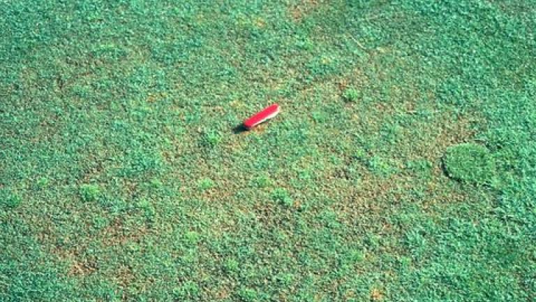 Pythium Root Rot