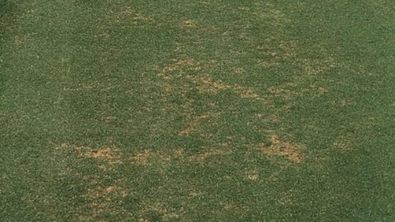 Pythium Root Rot