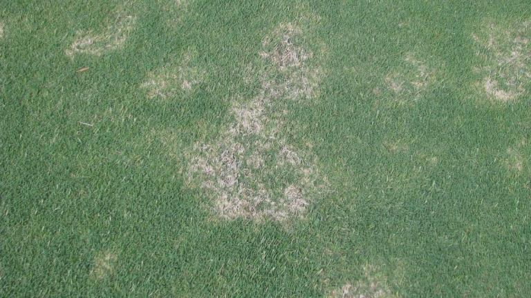 Spring Dead Spot