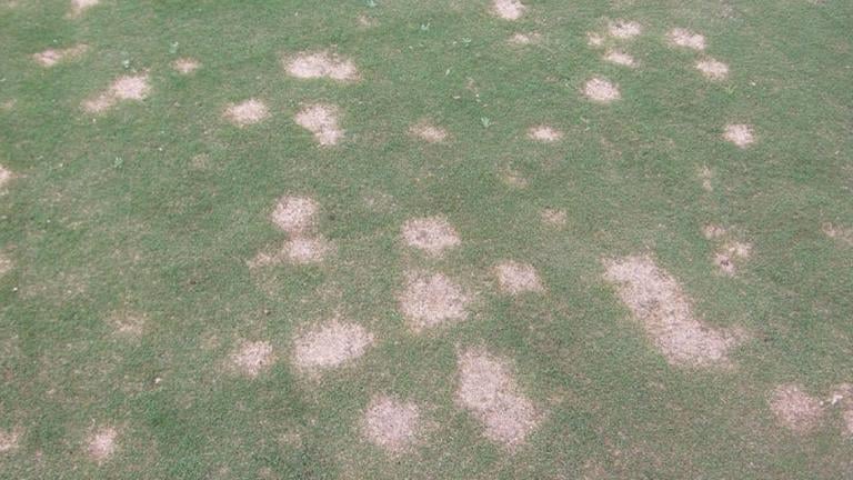 Spring Dead Spot