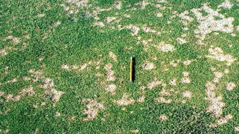 Winter Fusarium