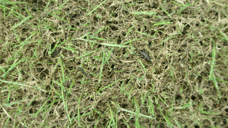 Lawn armyworms amongst turf that they have damaged