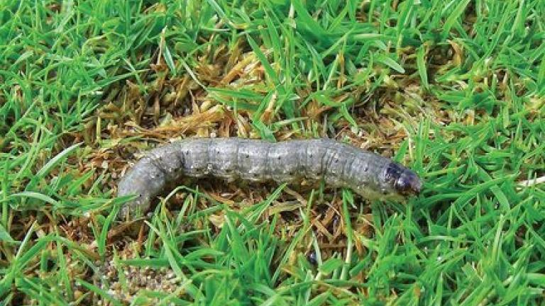Cutworm