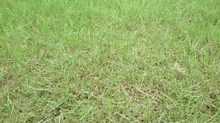 Damage to turf from Lawn armyworms