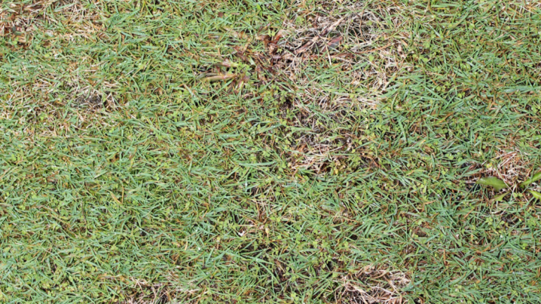 Dollar Spot