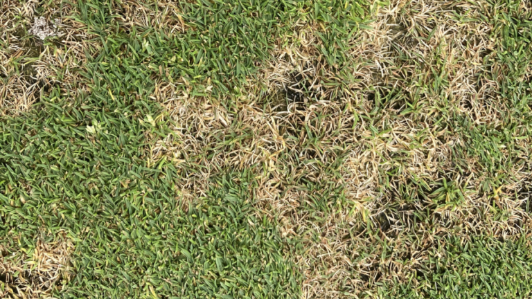 Dollar Spot