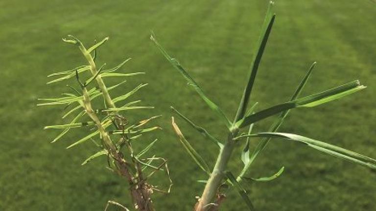 460x248_mite_affected_kikuyu_vs_healthy_kikuyu_turfgrass_384197.jpg