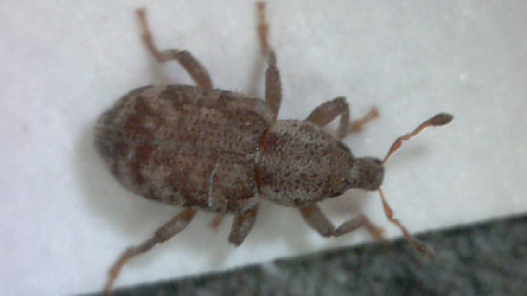 460x250_argentine_stem_weevil_adult_from_above.png