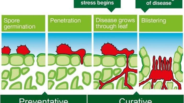 550px_fungicides_preventative_curative.jpg