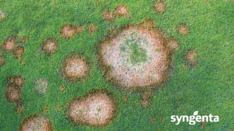 Microdochium Patch, Winter Fusarium or Fusarium nivale