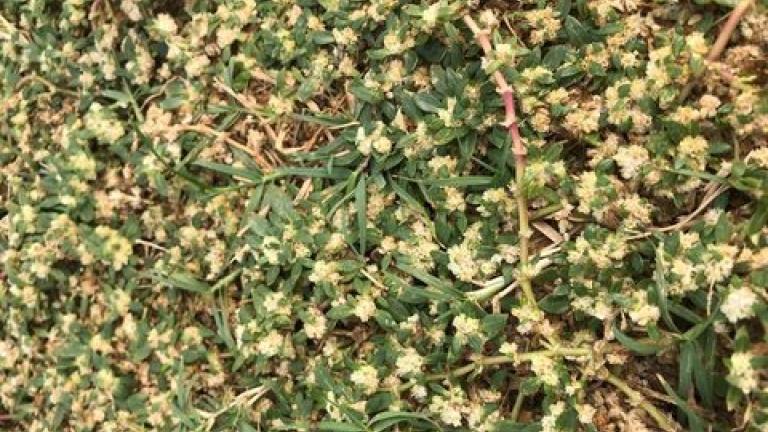 Broadleaf Weeds