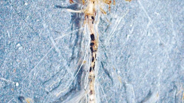 anthracnose