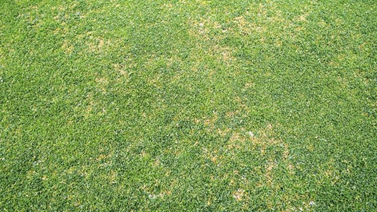 anthracnose