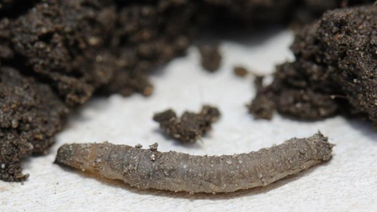 tipulalarve_top