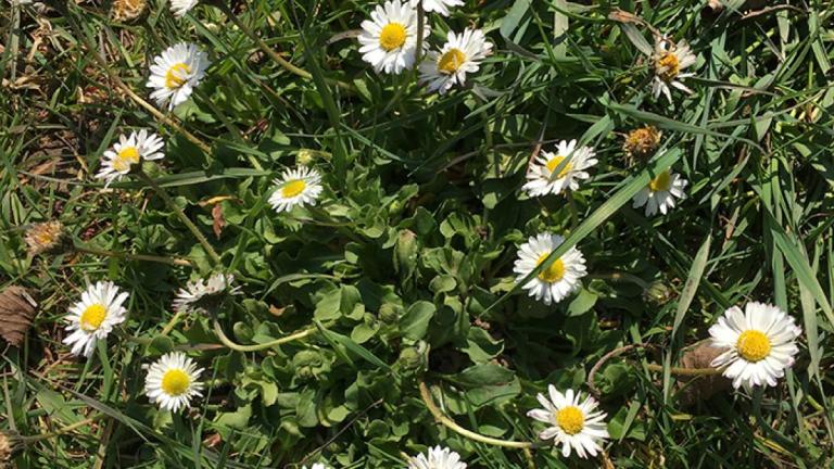 bellis_titel