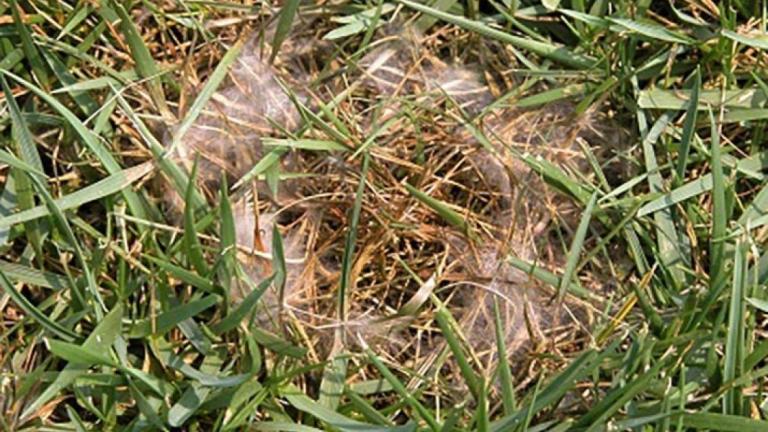 pythium
